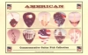AMERICAN/COMMEMORATIVE GUITAR PICK COLLECTION